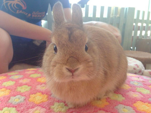 “ Lucky Bunny Café ” คาเฟ่กระต่าย ธุรกิจแนวใหม่ เจาะกลุ่มนิชมาร์เก็ต