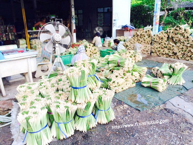 ทิ้งเงินเดือนวิศวะ หันมาจับ "ธุรกิจเกษตร" จนมีวันนี้ "ตะไคร้เงินล้าน 100 ไร่"