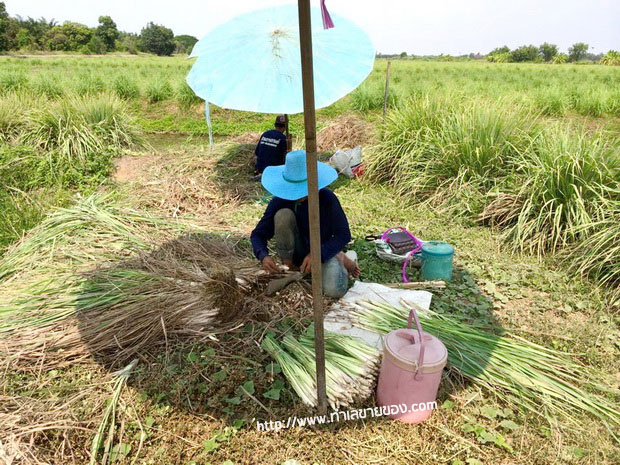 ทิ้งเงินเดือนวิศวะ หันมาจับ "ธุรกิจเกษตร" จนมีวันนี้ "ตะไคร้เงินล้าน 100 ไร่"