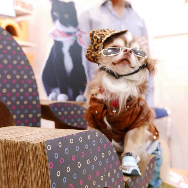 KAFBO ลับเล็บแมวเหมียว ธุรกิจไอเดียเจ๋ง  กล่องลังกระดาษมีดีไซน์ 