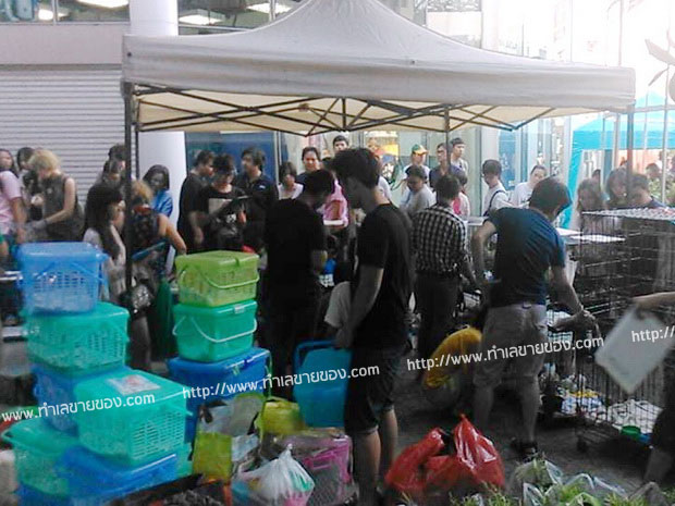 Pet street market @ เมเจอร์รัชโยธิน งานแสดงสัตว์เลี้ยง