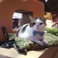 Pet street market @ เมเจอร์รัชโยธิน งานแสดงสัตว์เลี้ยง