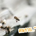 “คนรวย นิสัย ผึ้ง”