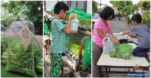 [ปลูกเอง-ขายเอง]!!! น้องภูริ หนูน้อยวัย 8 ขวบ ปลูกทานตะวันอ่อน หารายได้เสริม