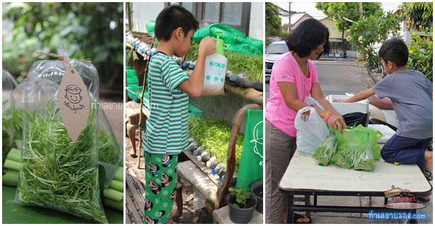 [ปลูกเอง-ขายเอง]!!! น้องภูริ หนูน้อยวัย 8 ขวบ ปลูกทานตะวันอ่อน หารายได้เสริม